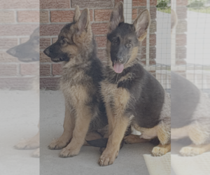 German Shepherd Dog Puppy for sale in WATERBURY, CT, USA