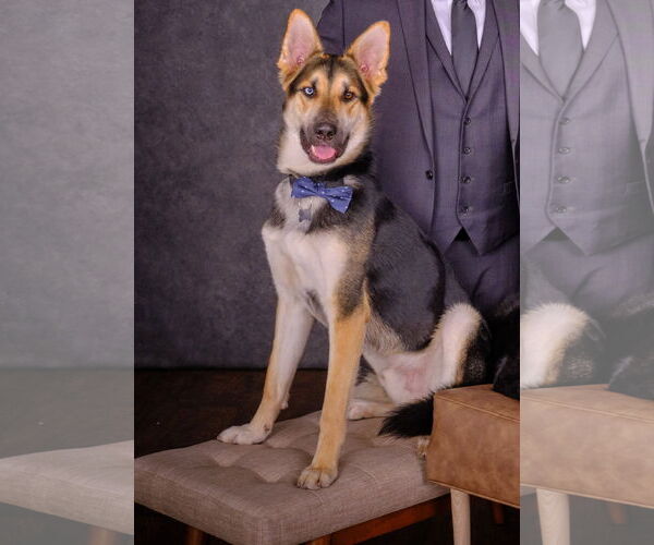 Medium Photo #3 German Shepherd Dog-Siberian Husky Mix Puppy For Sale in Woodland, CA, USA