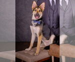 Small #2 German Shepherd Dog-Siberian Husky Mix