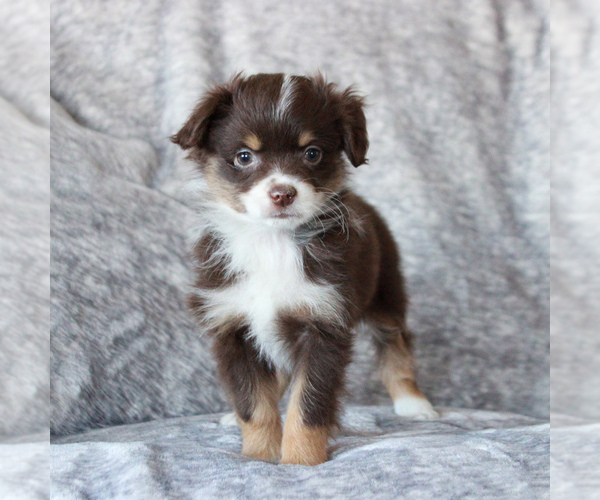 Medium Photo #1 Miniature Australian Shepherd Puppy For Sale in NARVON, PA, USA