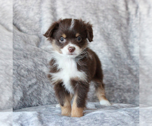 Miniature Australian Shepherd Puppy for sale in NARVON, PA, USA