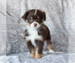 Small Photo #1 Miniature Australian Shepherd Puppy For Sale in NARVON, PA, USA