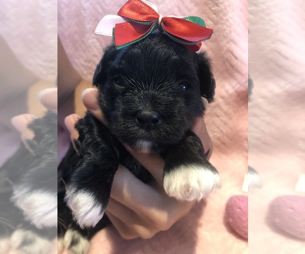 Medium Photo #5 Maltese-Poodle (Toy) Mix Puppy For Sale in SARASOTA, FL, USA