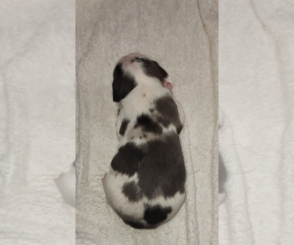 Medium Photo #7 Catahoula Leopard Dog Puppy For Sale in CUMBY, TX, USA