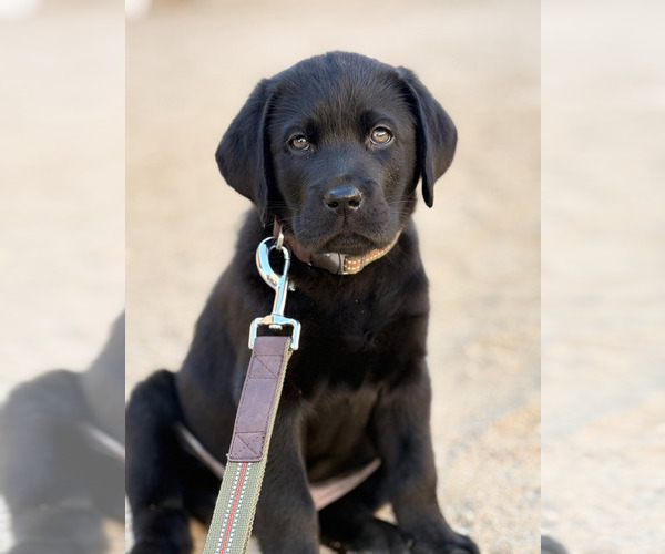 Medium Photo #1 Labrador Retriever Puppy For Sale in VICTORVILLE, CA, USA