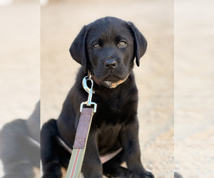 Medium Labrador Retriever