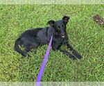 Small #7 Collie-German Shepherd Dog Mix