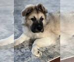 Small #3 German Shepherd Dog-Great Pyrenees Mix