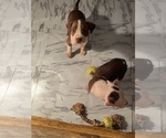 Small Photo #10 American Staffordshire Terrier Puppy For Sale in WALDORF, MD, USA