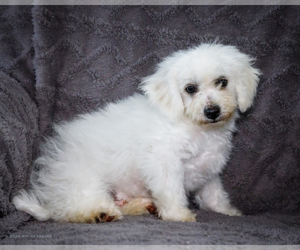 Medium Photo #10 Bichon Frise Puppy For Sale in WAKARUSA, IN, USA