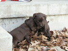 Small Photo #5 Labrador Retriever Puppy For Sale in LEES SUMMIT, MO, USA