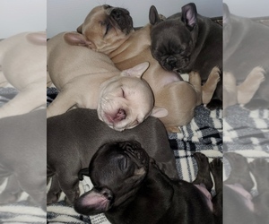 French Bulldog Puppy for sale in BOSTON, KY, USA