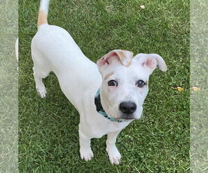 Mutt Dogs for adoption in Brooklyn Center, MN, USA