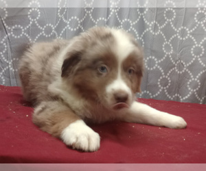 Miniature American Shepherd Puppy for sale in CAMPBELL, MN, USA