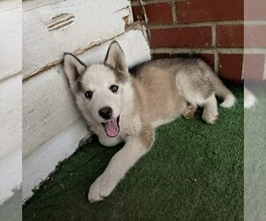 Siberian Husky Dogs for adoption in Spring Lake, NC, USA