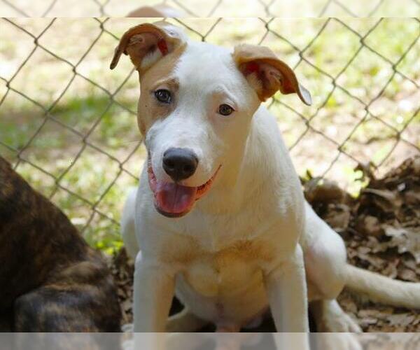 Medium Photo #2 American Staffordshire Terrier-Australian Shepherd Mix Puppy For Sale in Tallahassee, FL, USA