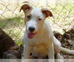 Small #1 American Staffordshire Terrier-Australian Shepherd Mix