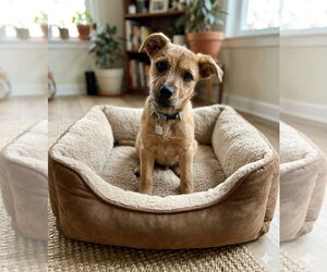 Border Collie-Unknown Mix Dogs for adoption in Genesee, WI, USA