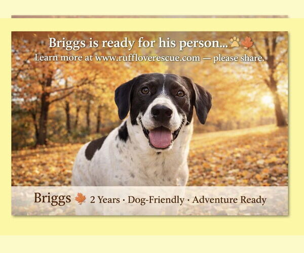 Medium Photo #1 Mutt Puppy For Sale in Thomasville, NC, USA