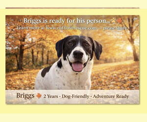 Mutt Dogs for adoption in Thomasville, NC, USA