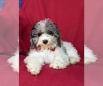Small Photo #6 Poodle (Miniature) Puppy For Sale in RISING SUN, MD, USA