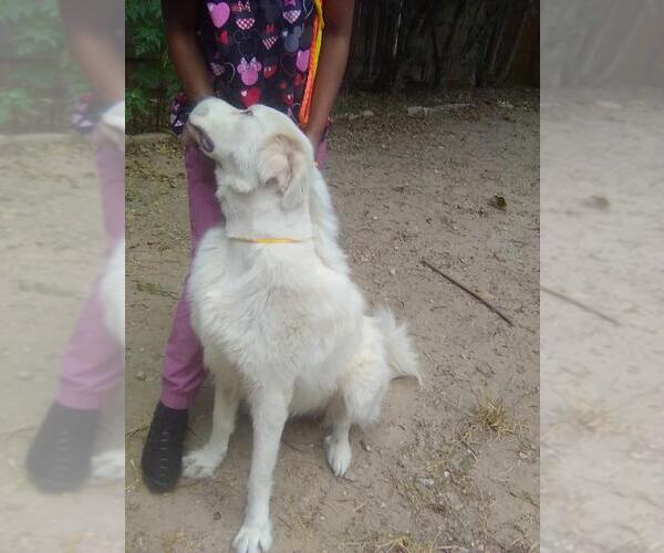 Medium Photo #6 Great Pyrenees Puppy For Sale in Spring, TX, USA
