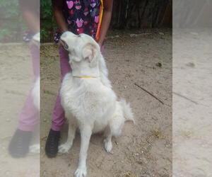 Kelly - Male Great Pyrenees Dog for Adoption - Photo #6