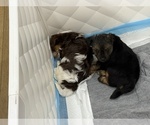 Small #6 Yorkshire Terrier