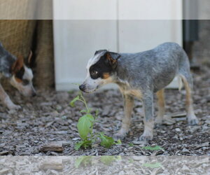 Mutt Dogs for adoption in Paso Robles, CA, USA