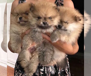 Pomeranian Puppy for sale in RESEDA, CA, USA
