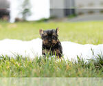 Small Photo #10 Yorkshire Terrier Puppy For Sale in WARSAW, IN, USA