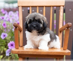 Havanese Puppy for sale in NORTH LAWRENCE, OH, USA