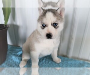 Siberian Husky Puppy for sale in ANN ARBOR, MI, USA