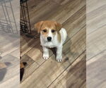 Small Great Pyrenees Mix