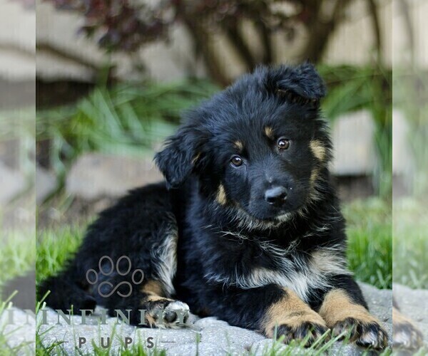 Medium Photo #3 Australian Shepherd-German Shepherd Dog Mix Puppy For Sale in BIRD IN HAND, PA, USA