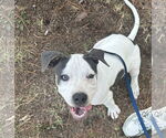 Small #1 American Pit Bull Terrier Mix