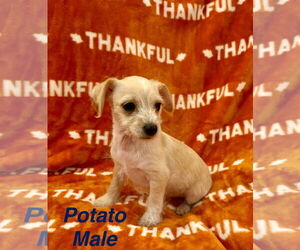 Chihuahua-Unknown Mix Dogs for adoption in Jackson Township, NJ, USA