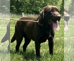 Small #14 Labrador Retriever
