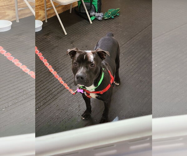 Medium Photo #3 Mutt Puppy For Sale in Hewitt, NJ, USA