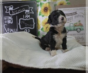 Sheepadoodle Puppy for sale in AUSTIN, TX, USA