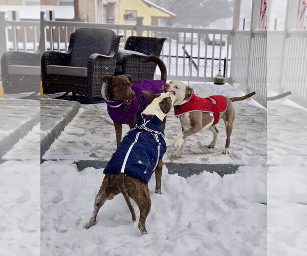 Medium Photo #16 Mutt Puppy For Sale in Mount Laurel, NJ, USA