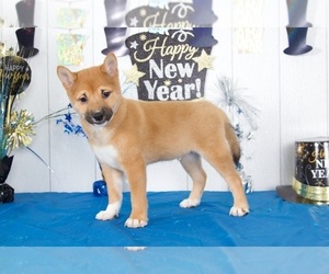 Shiba Inu Puppy for sale in MOUNT VERNON, OH, USA
