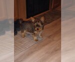 Puppy Puppy 5 Yorkshire Terrier