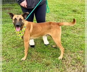 Mutt Dogs for adoption in Abbeville, LA, USA