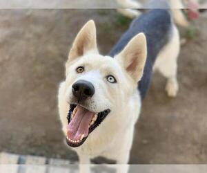 Siberian Husky Dogs for adoption in Riverside, CA, USA