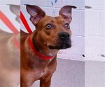Small American Pit Bull Terrier Mix