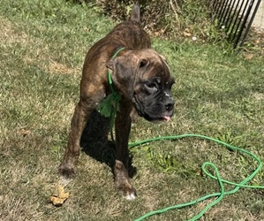 Boxer Puppy for Sale in LANSING, Michigan USA