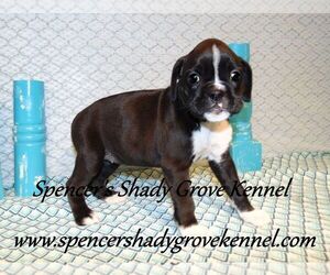 Shih Tzu Puppy for sale in CABOOL, MO, USA