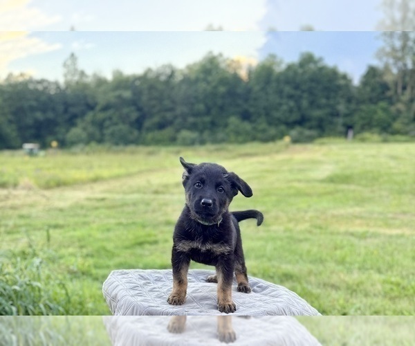 Medium Photo #9 German Shepherd Dog Puppy For Sale in SUMPTER TWP, MI, USA