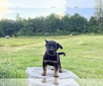 Small Photo #13 German Shepherd Dog Puppy For Sale in SUMPTER TWP, MI, USA